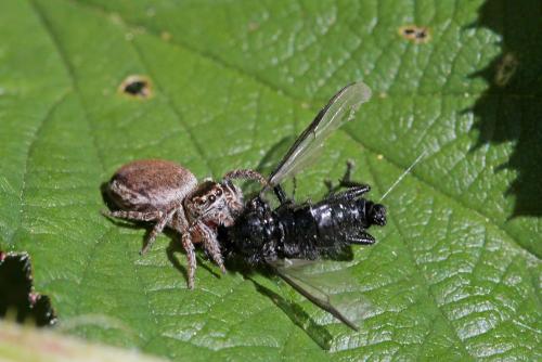 Evarcha sp.
